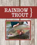 rainbow trout pic
