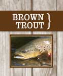 brown trout pic