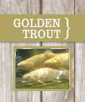 golden trout pic